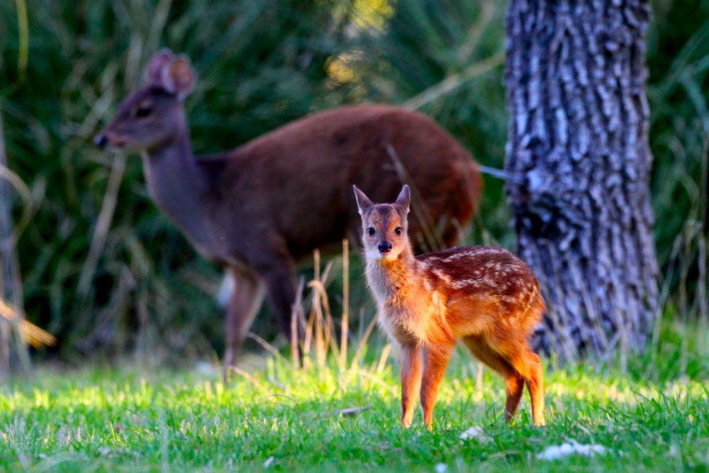 Fauna silvestre en Bubalcó Patagonia